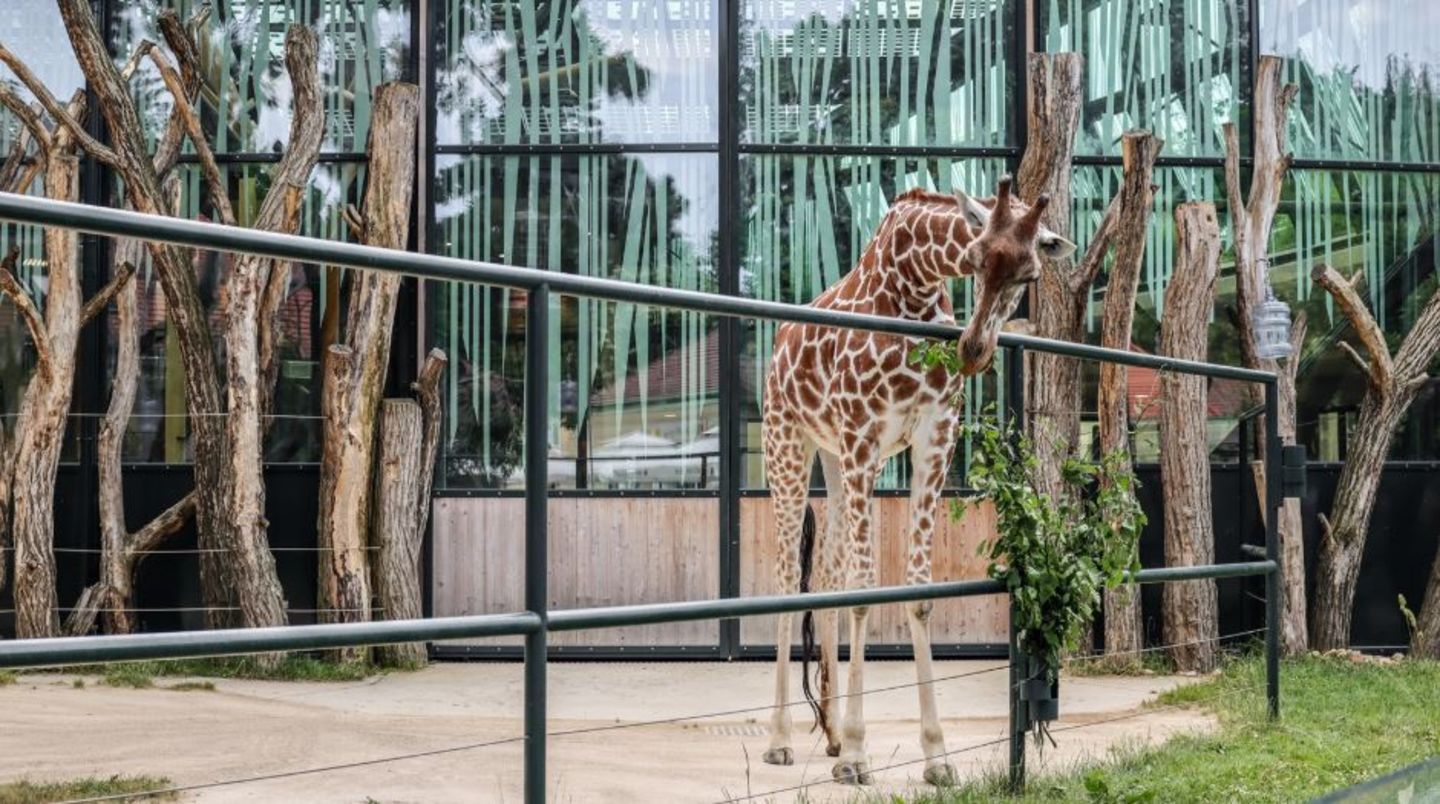 HiDubai-business-worldwide-zoo-consultants-b2b-services-management-consultants-al-rigga-dubai