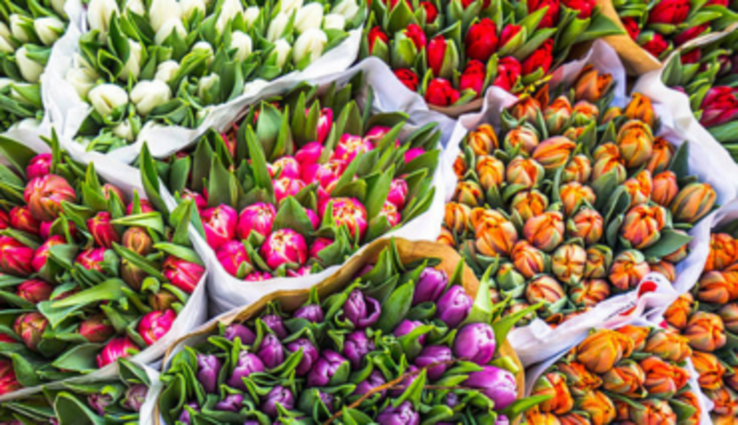 HiDubai-business-al-tmaany-flowers-plants-trading-b2b-services-distributors-wholesalers-al-barsha-3-dubai-2