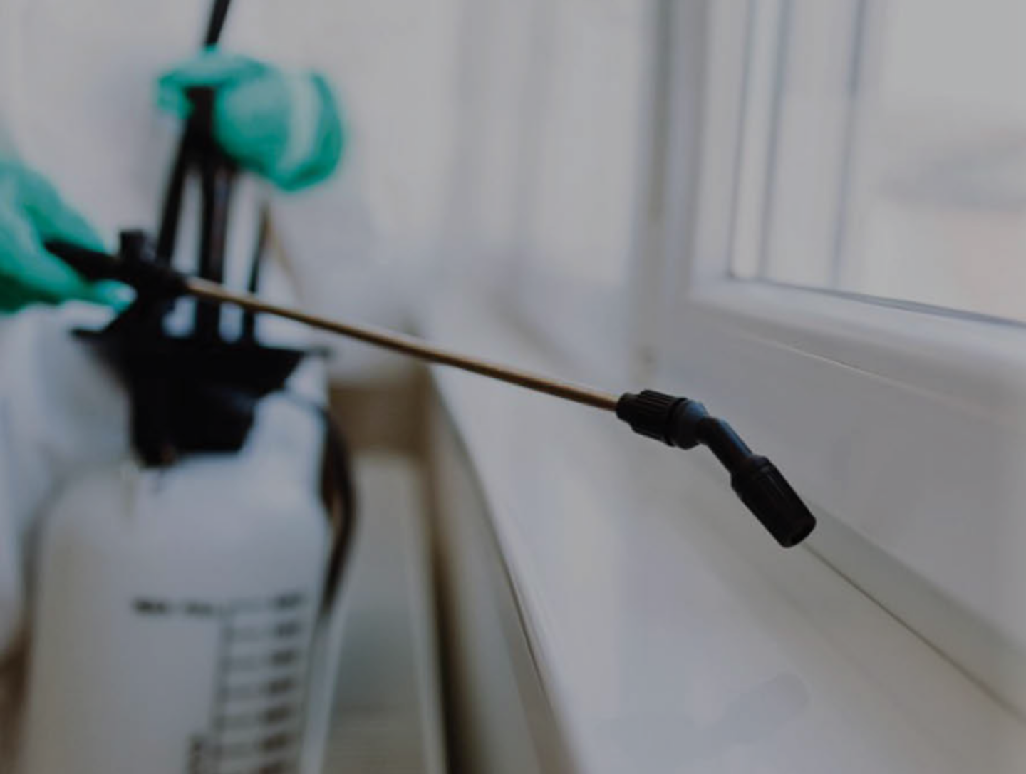 HiDubai-business-city-pest-control-and-building-cleaning-services-home-pest-control-disinfection-services-hor-al-anz-east-dubai