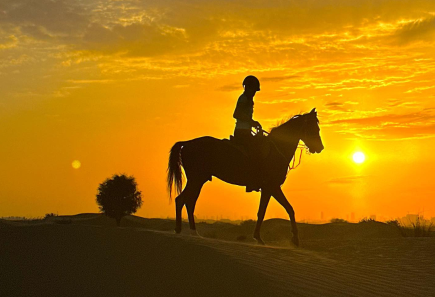 HiDubai-business-al-ali-stables-animals-pets-plants-animal-shelters-adoption-centres-dubai-outsource-city-al-rowaiyah-3-dubai