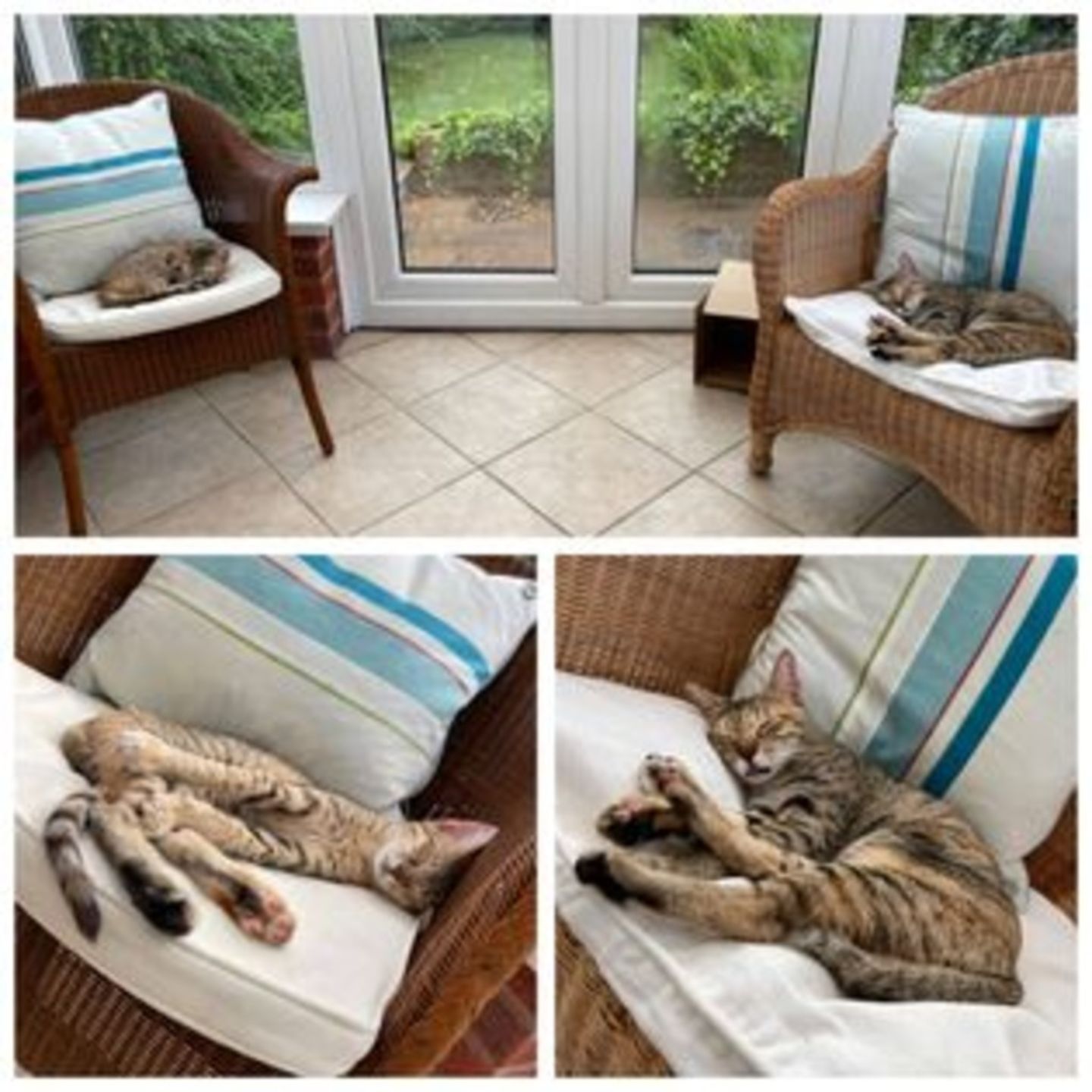 HiDubai-business-pawsome-pets-animals-pets-plants-pets-al-quoz-industrial-4-dubai