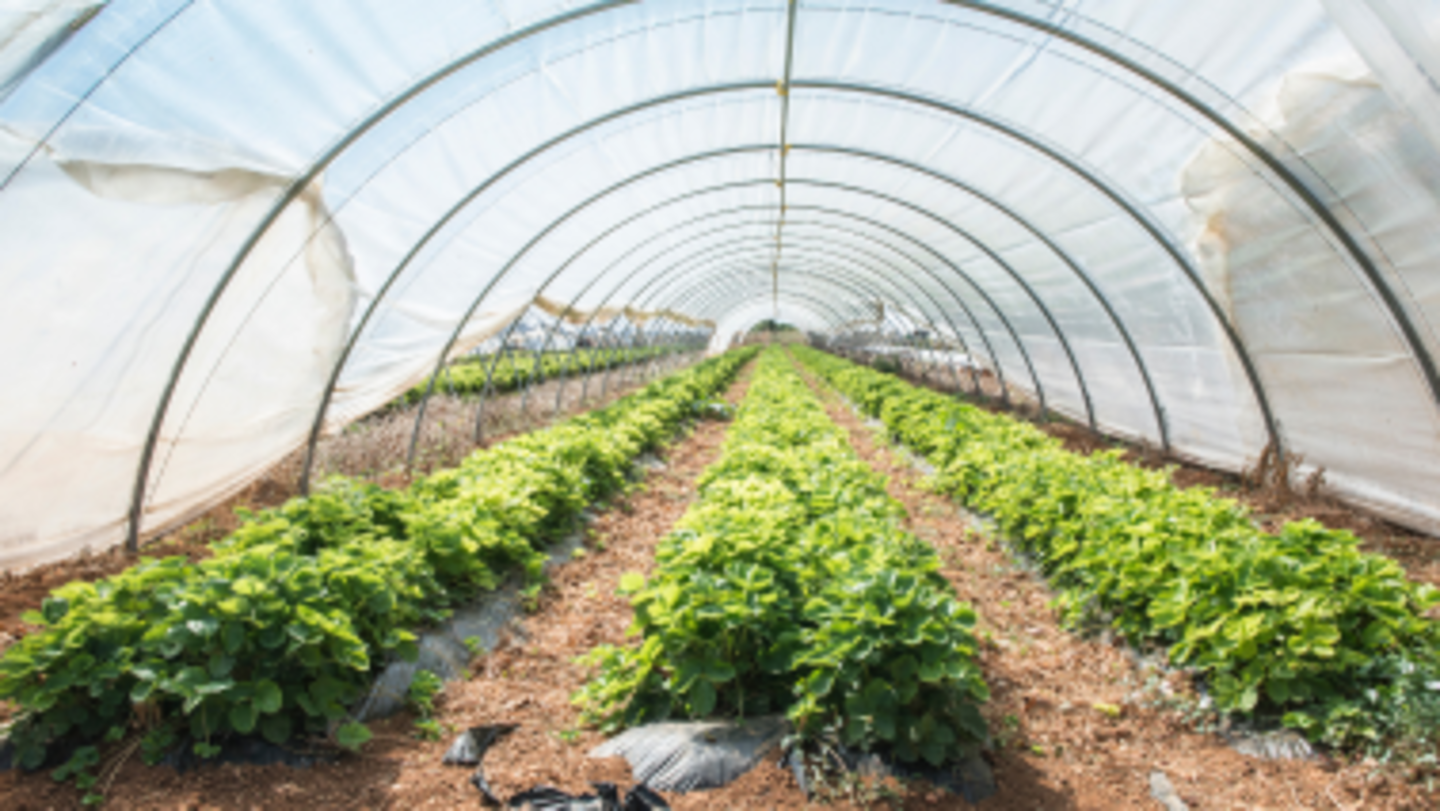 HiDubai-business-pramie-greenhouse-farms-construction-heavy-industries-environmental-agricultural-companies-dubai-investment-park-2-dubai