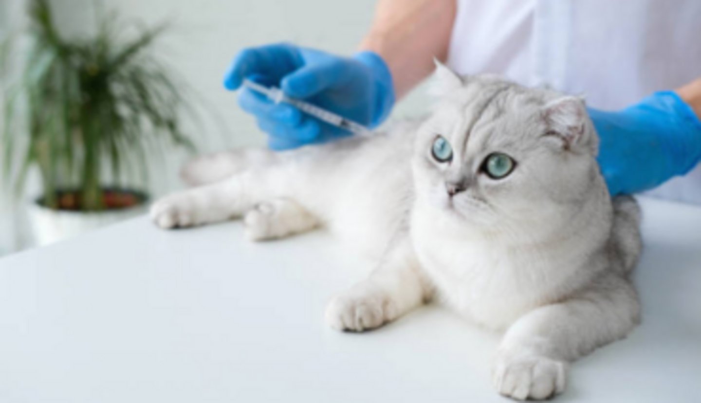 HiDubai-business-pets-haven-veterinary-clinic-animals-pets-plants-pet-clinics-vets-jumeirah-1-dubai