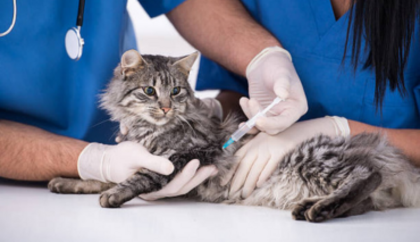 HiDubai-business-royal-pets-veterinary-clinic-animals-pets-plants-pet-clinics-vets-al-garhoud-dubai