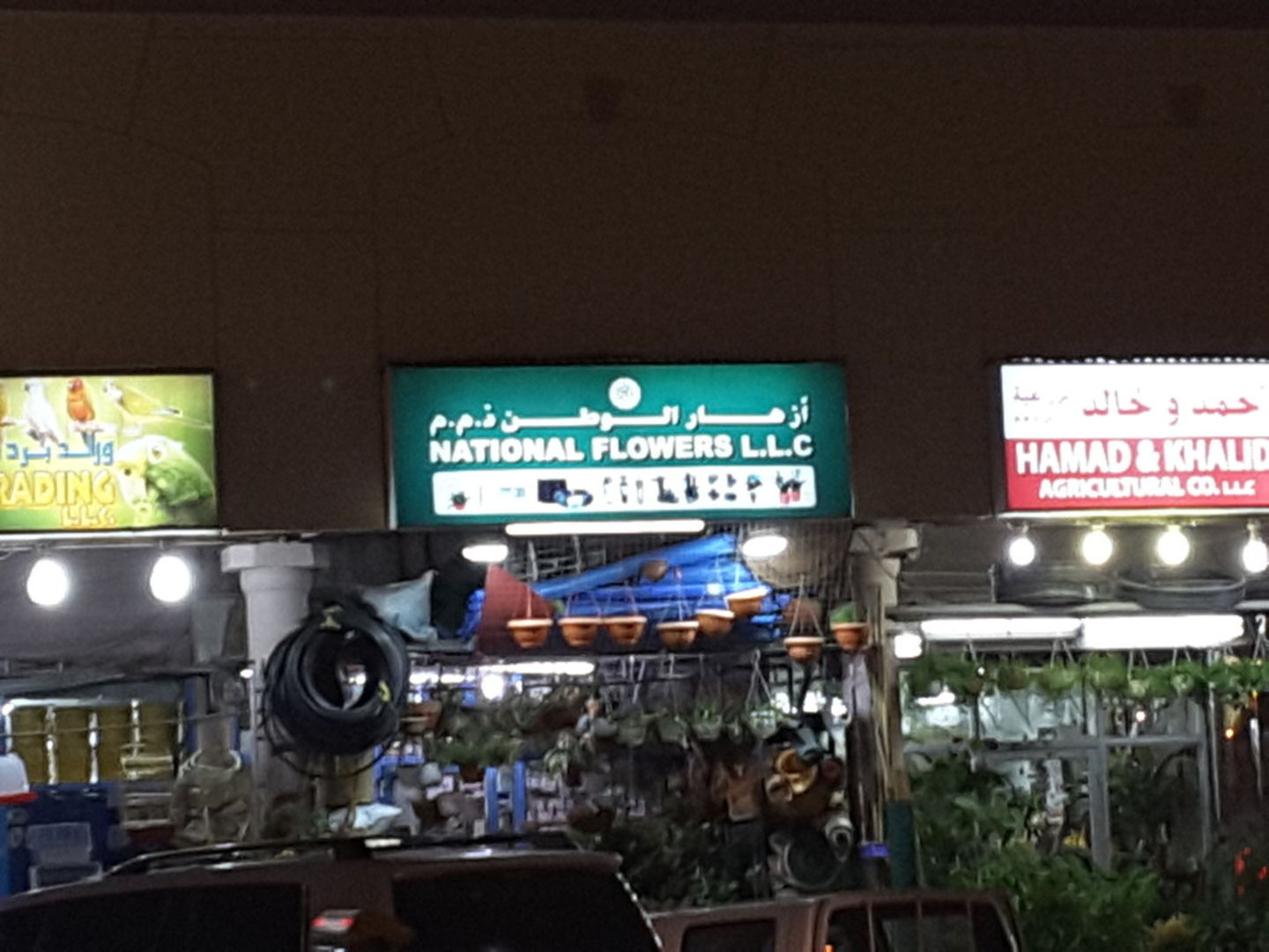 HiDubai-business-national-flower-est-animals-pets-plants-plants-gardening-stores-al-bada-dubai-2