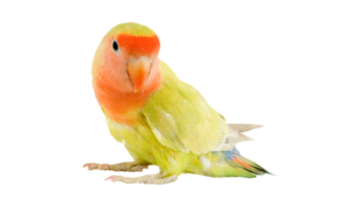 HiDubai-business-mirdif-pets-animals-pets-plants-pet-food-accessories-stores-mirdif-dubai-3
