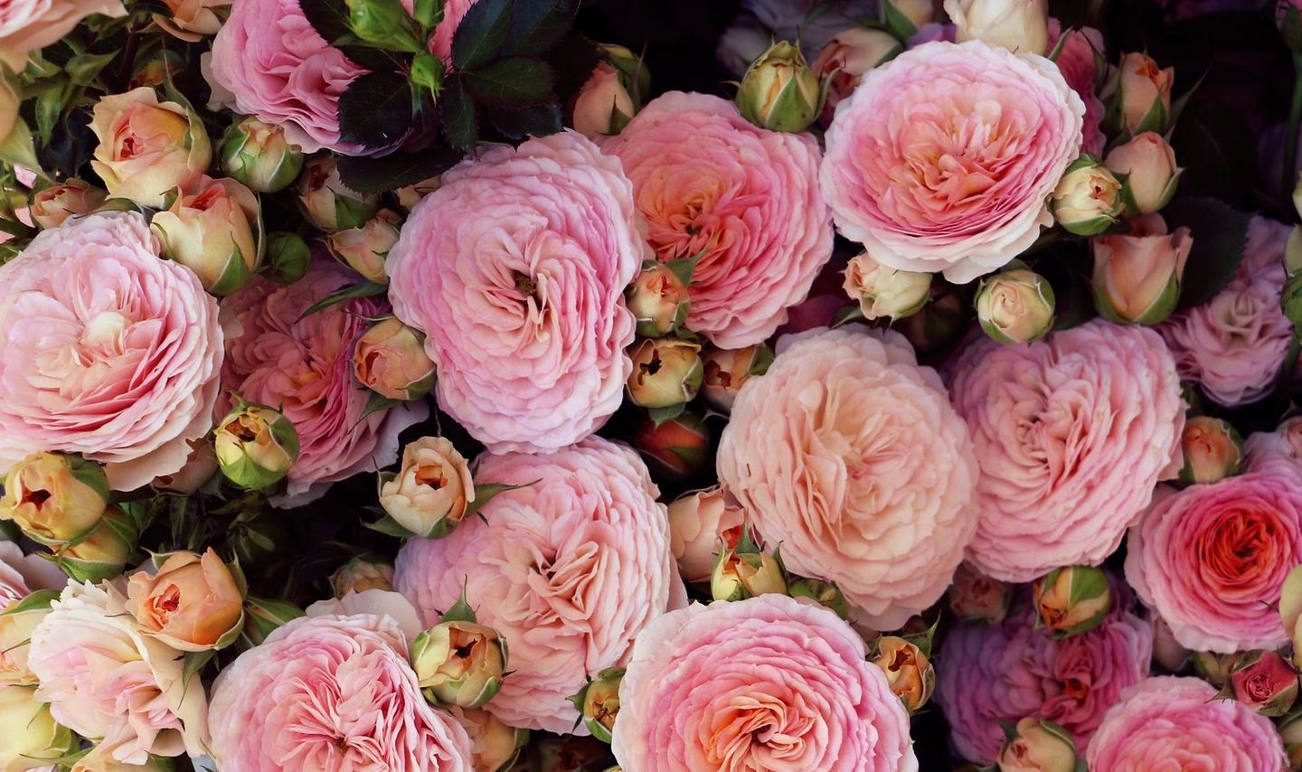 HiDubai-business-tribulus-flowers-trading-shopping-garden-outdoor-umm-suqeim-3-dubai