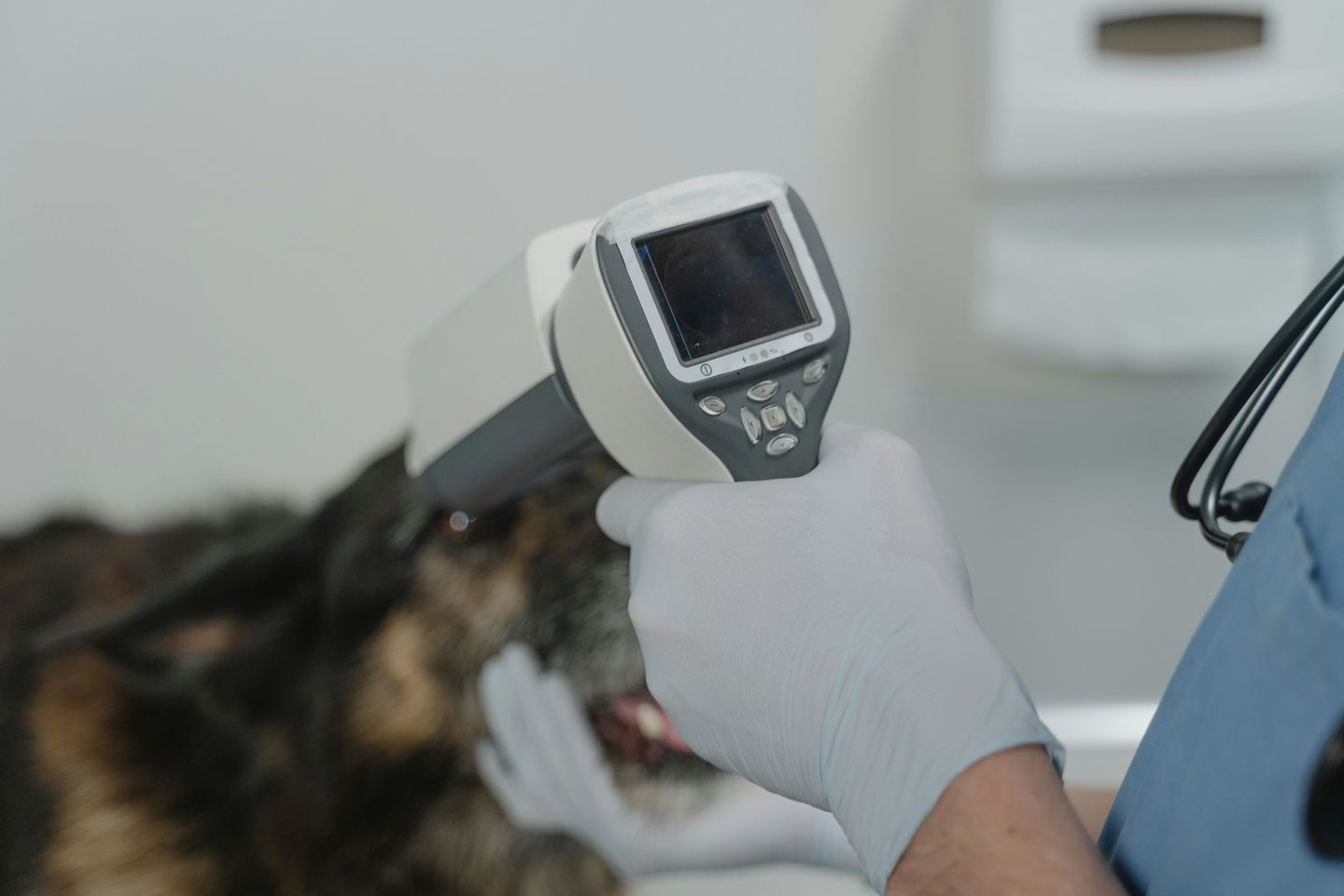 HiDubai-business-petology-vet-clinic-animals-pets-plants-pet-clinics-vets-al-merkadh-dubai