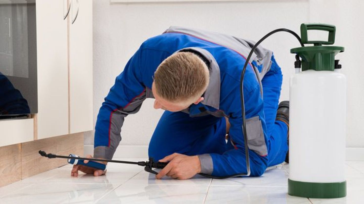 HiDubai-business-green-avenue-pest-control-cleaning-home-pest-control-disinfection-services-al-jadaf-dubai