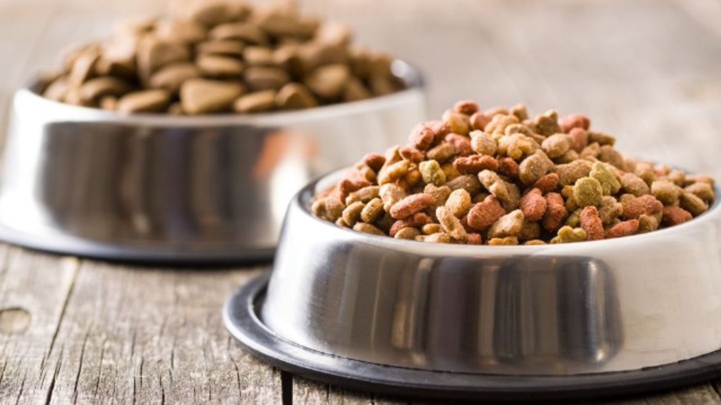 HiDubai-business-my-pet-five-pet-food-accessories-animals-pets-plants-pet-food-accessories-stores-al-jadaf-dubai