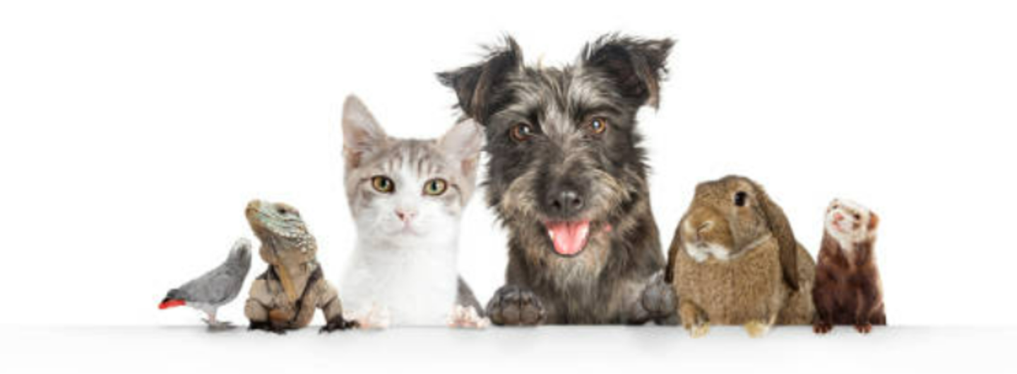 HiDubai-business-m-e-a-v-c-conference-animals-pets-plants-animal-transport-quarantine-services-al-barsha-1-dubai