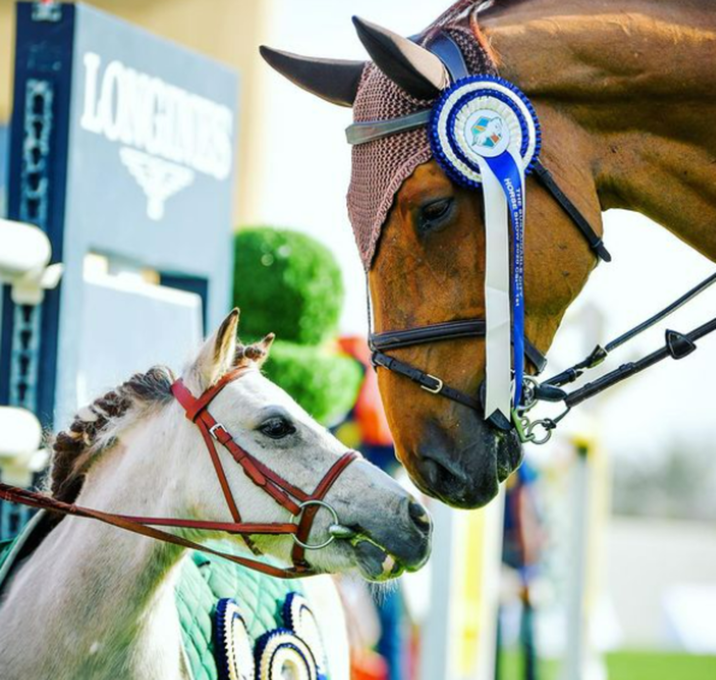 HiDubai-business-sustainable-city-equestrian-club-animals-pets-plants-animal-shelters-adoption-centres-layan-community-wadi-al-safa-7-dubai