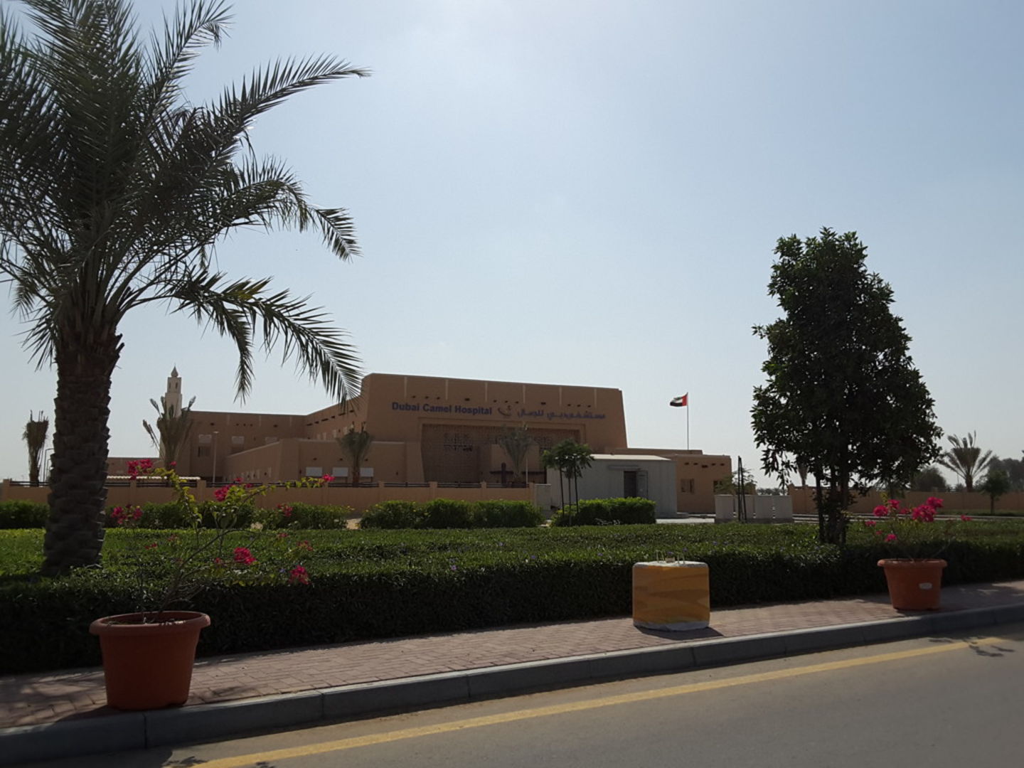 HiDubai-business-dubai-camel-hospital-animals-pets-plants-pet-clinics-vets-umm-al-momeneen-dubai-2