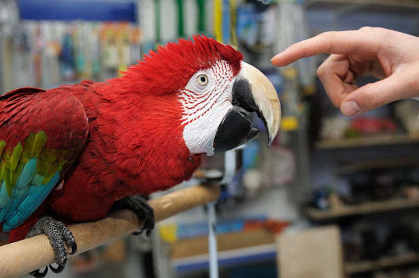 HiDubai-business-savannah-birds-and-pets-trading-animals-pets-plants-pet-food-accessories-stores-warsan-3-dubai