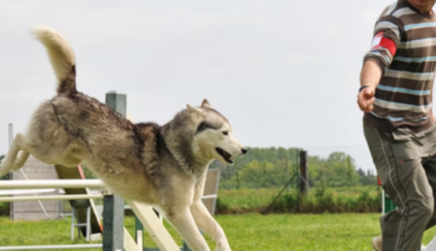 HiDubai-business-petme-animals-pets-plants-animal-training-centres-al-quoz-3-dubai