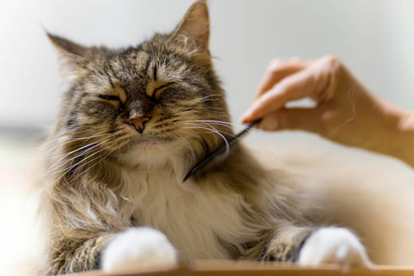 HiDubai-business-falcon-city-pet-care-grooming-animals-pets-plants-pet-grooming-centres-al-melaheyah-dubai
