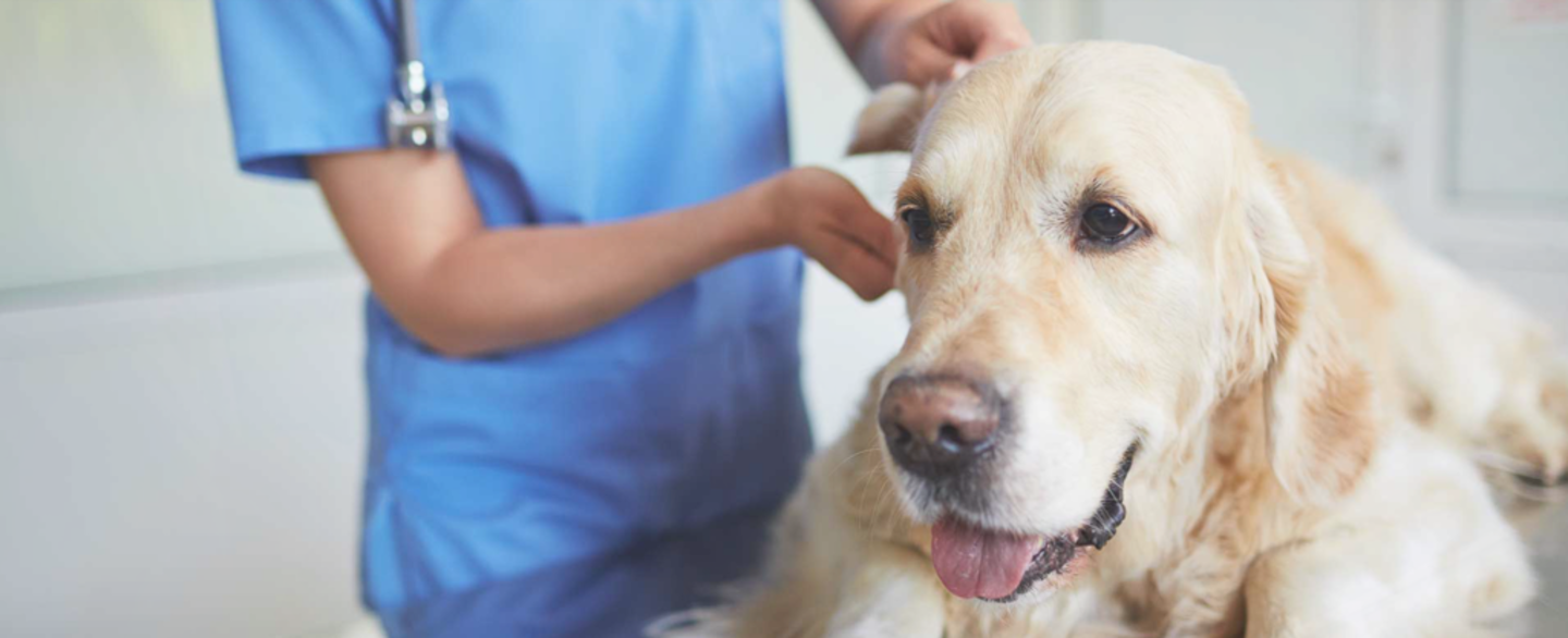 HiDubai-business-al-falah-veterinary-clinic-mina-br-animals-pets-plants-pet-clinics-vets-madinat-dubai-dubai