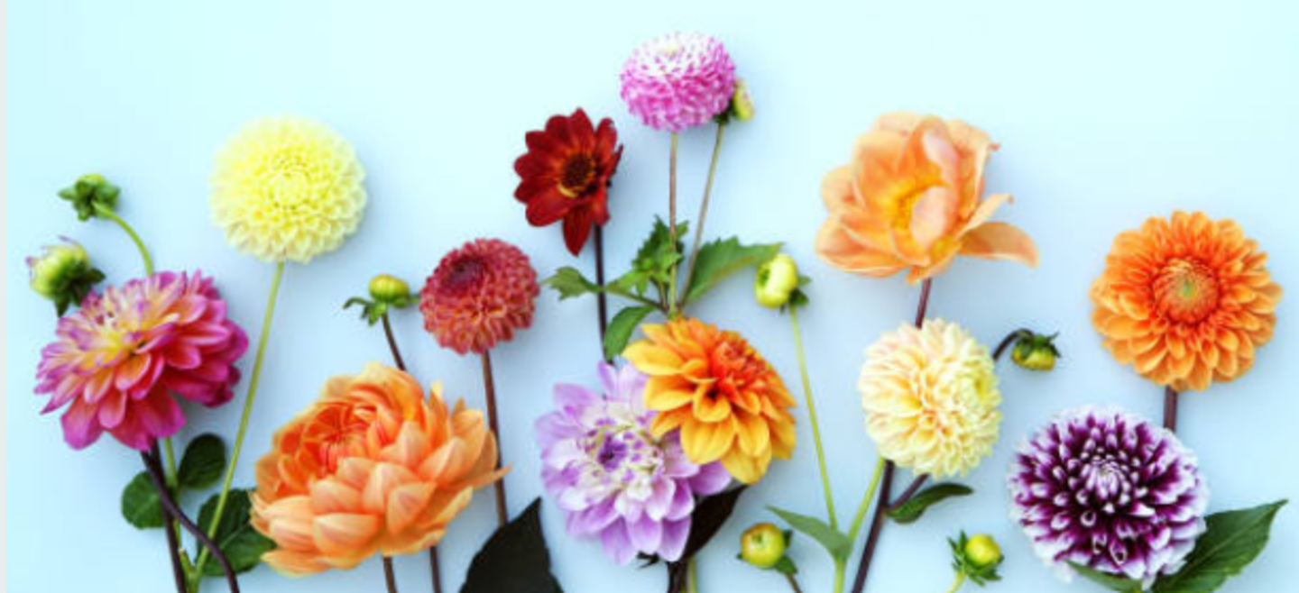 HiDubai-business-petal-paradise-flowers-b2b-services-distributors-wholesalers-al-quoz-industrial-4-dubai