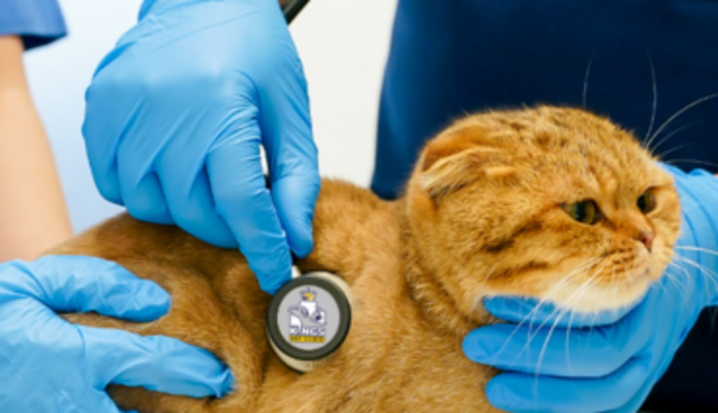 HiDubai-business-kings-vet-clinic-animals-pets-plants-pet-clinics-vets-al-wasl-dubai