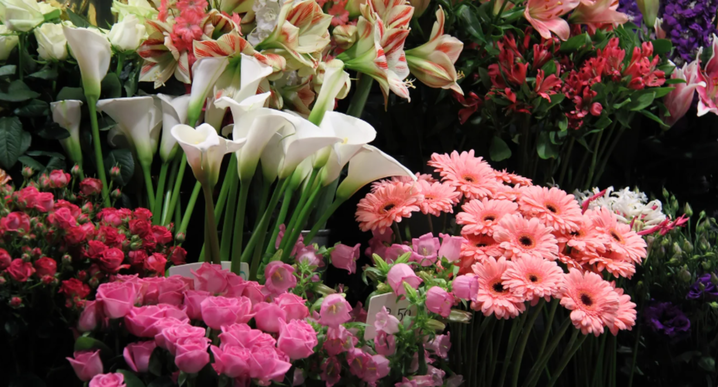 HiDubai-business-u-r-just-flower-animals-pets-plants-plants-gardening-stores-al-garhoud-dubai-1