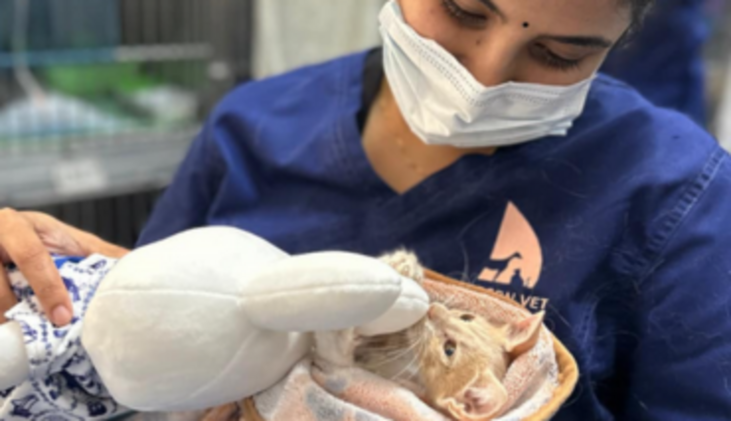 HiDubai-business-modern-vet-clinic-animals-pets-plants-pet-clinics-vets-downtown-dubai-dubai