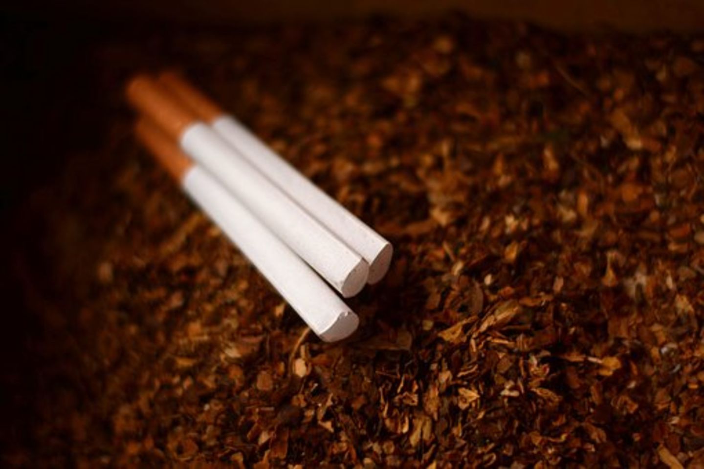 cult blood red moon tobacco Bad Blood