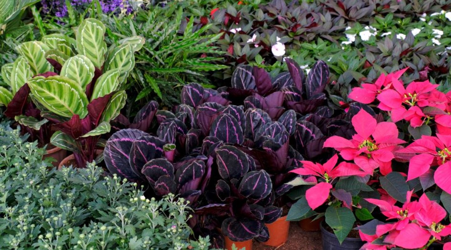 HiDubai-business-dubai-municipality-nursery-animals-pets-plants-plants-gardening-stores-warsan-3-dubai