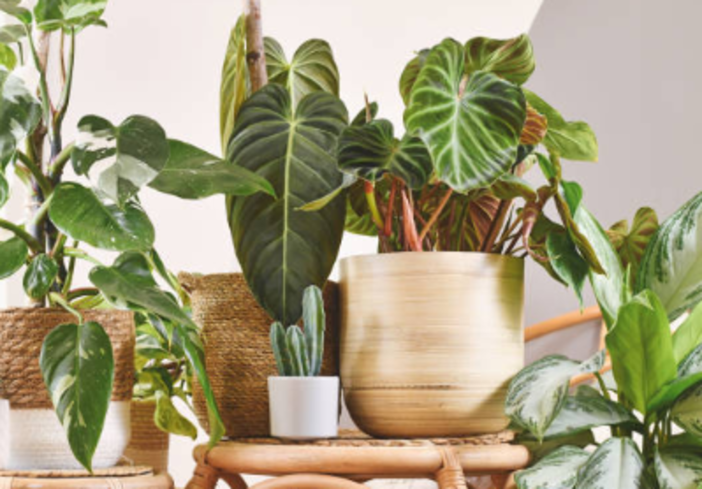 HiDubai-business-sameer-nursery-animals-pets-plants-plants-gardening-stores-warsan-3-dubai