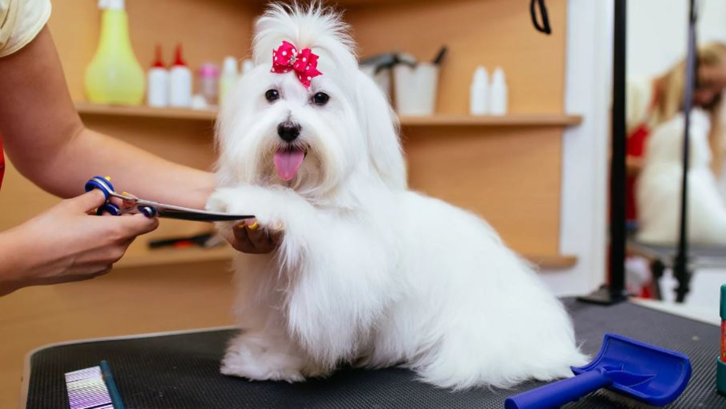 HiDubai-business-busy-dog-pets-grooming-animals-pets-plants-pet-grooming-centres-international-city-warsan-1-dubai
