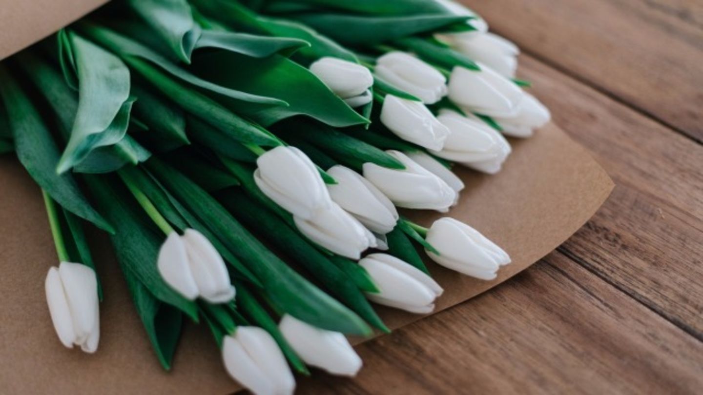 HiDubai-business-armani-fiori-animals-pets-plants-plants-gardening-stores-downtown-dubai-dubai