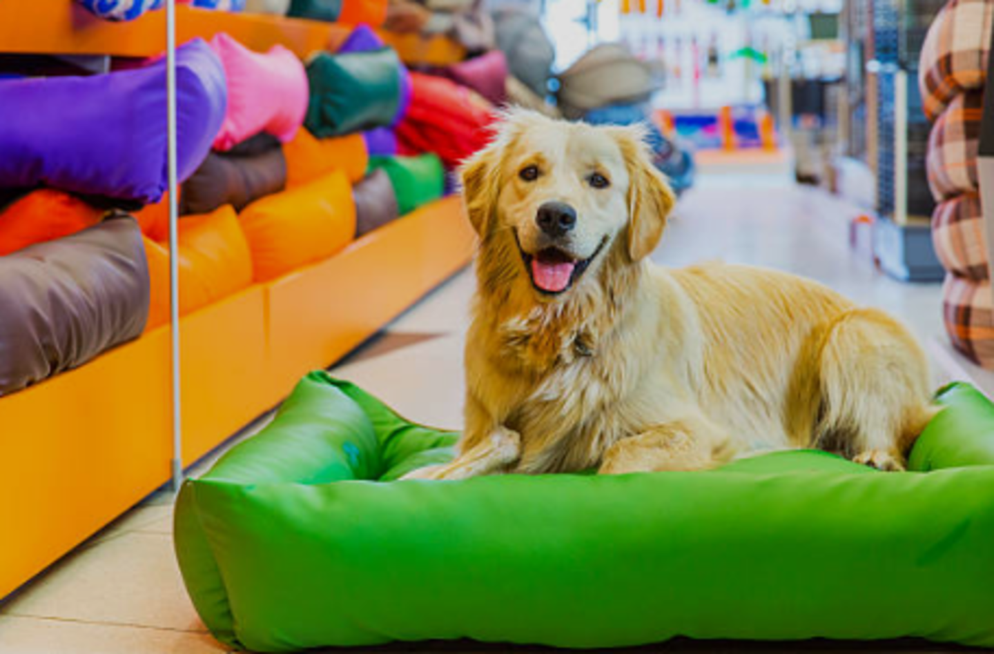 HiDubai-business-dubai-kennels-cattery-animals-pets-plants-animal-transport-quarantine-services-umm-ramool-dubai