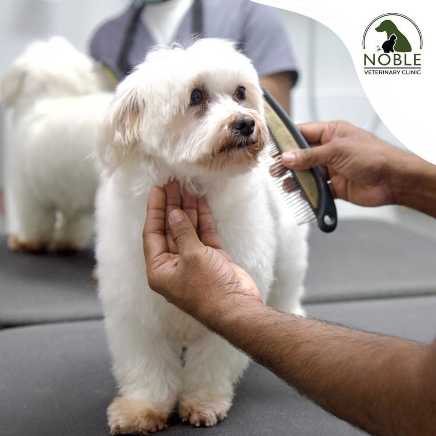 HiDubai-business-noble-veterinary-clinic-dmcc-animals-pets-plants-pet-clinics-vets-jumeirah-lake-towers-al-thanyah-5-dubai
