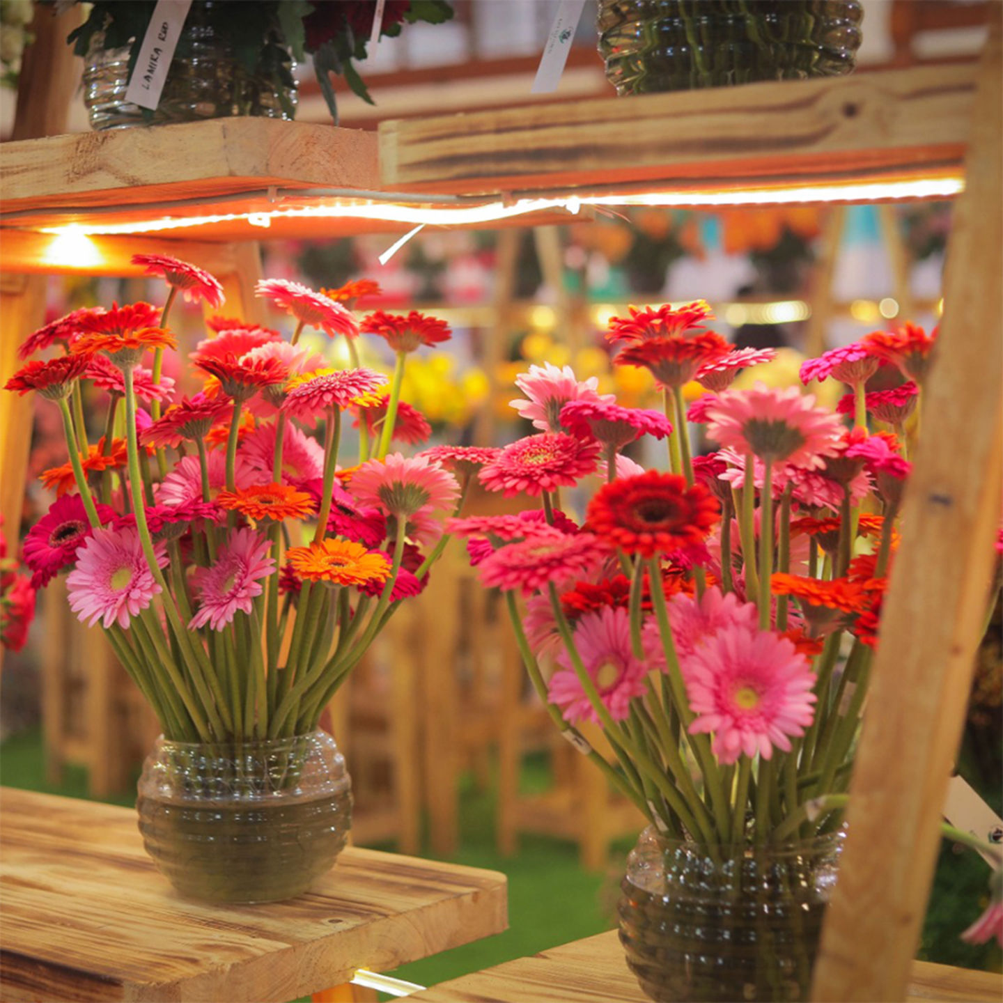 HiDubai-business-black-tulip-flowers-animals-pets-plants-plants-gardening-stores-wafi-umm-hurair-2-dubai