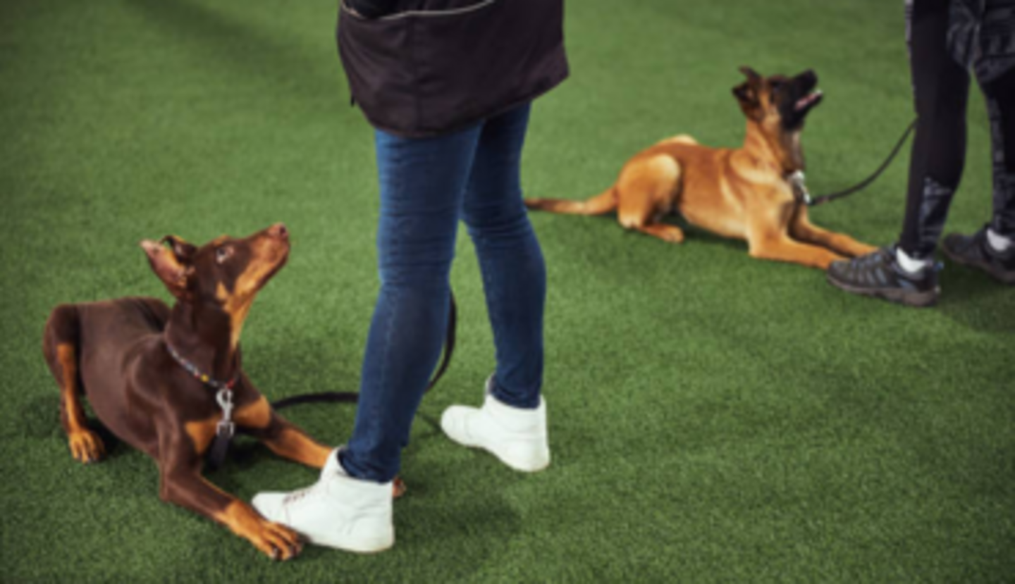 HiDubai-business-pet-station-kennels-cattery-animals-pets-plants-animal-transport-quarantine-services-al-quoz-industrial-3-dubai