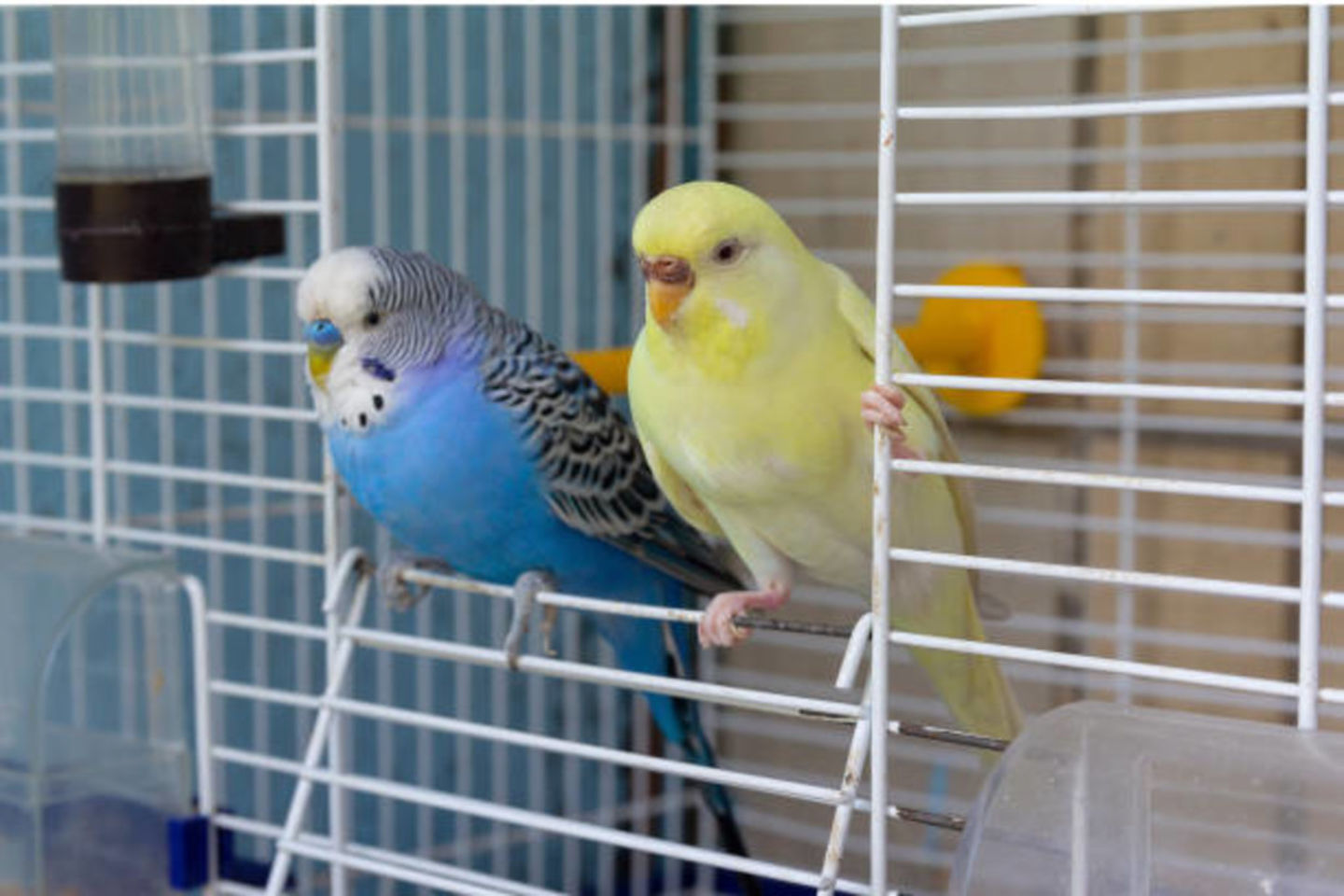 HiDubai-business-birds-and-pets-market-animals-pets-plants-pets-international-city-warsan-1-dubai