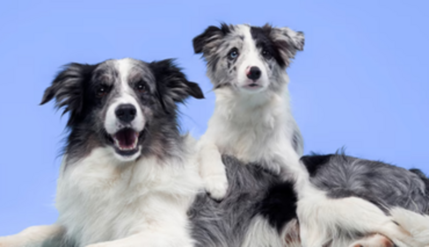 HiDubai-business-the-barking-lot-animals-pets-plants-pet-hotels-day-care-al-quoz-industrial-3-dubai