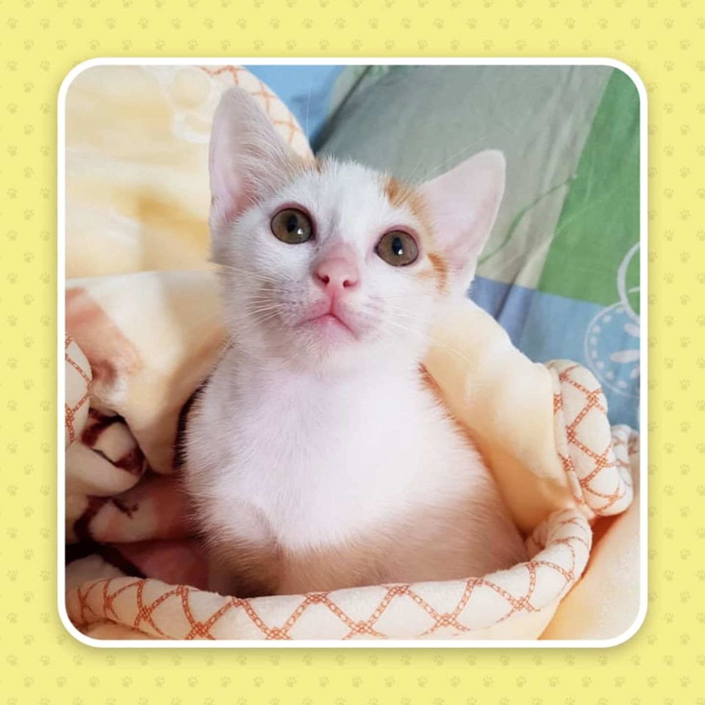 HiDubai-business-pets-delight-animals-pets-plants-pet-food-accessories-stores-the-villa-wadi-al-safa-5-dubai