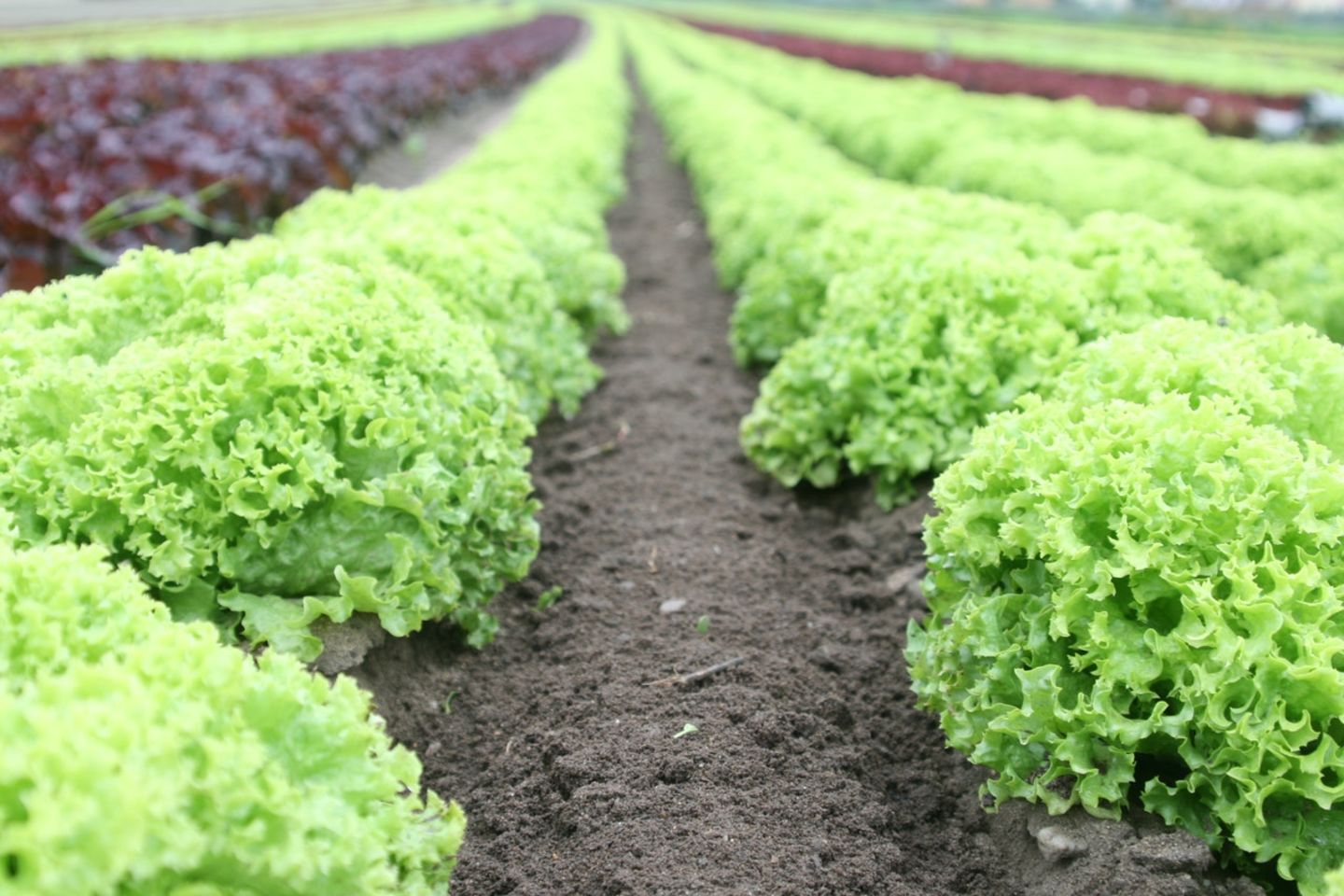 HiDubai-business-horizon-commodities-limited-b2b-services-distributors-wholesalers-discovery-gardens-jebel-ali-1-dubai