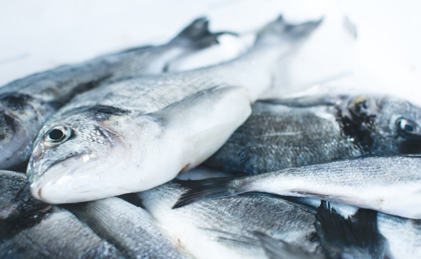 HiDubai-business-al-khalifah-ali-al-marri-fish-trading-b2b-services-food-stuff-trading-corniche-deira-dubai