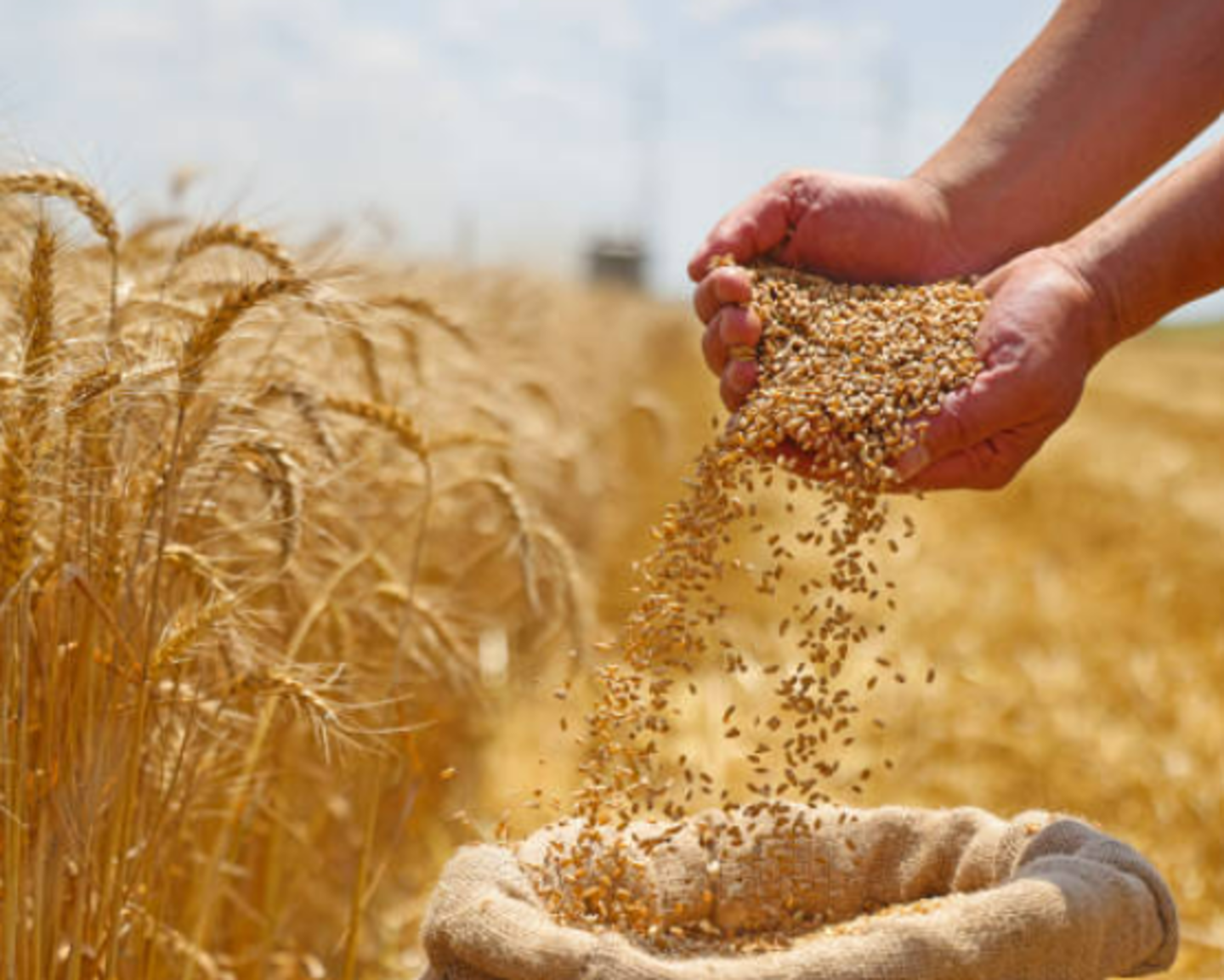 HiDubai-business-doa-trading-b2b-services-food-stuff-trading-jumeirah-lake-towers-al-thanyah-5-dubai