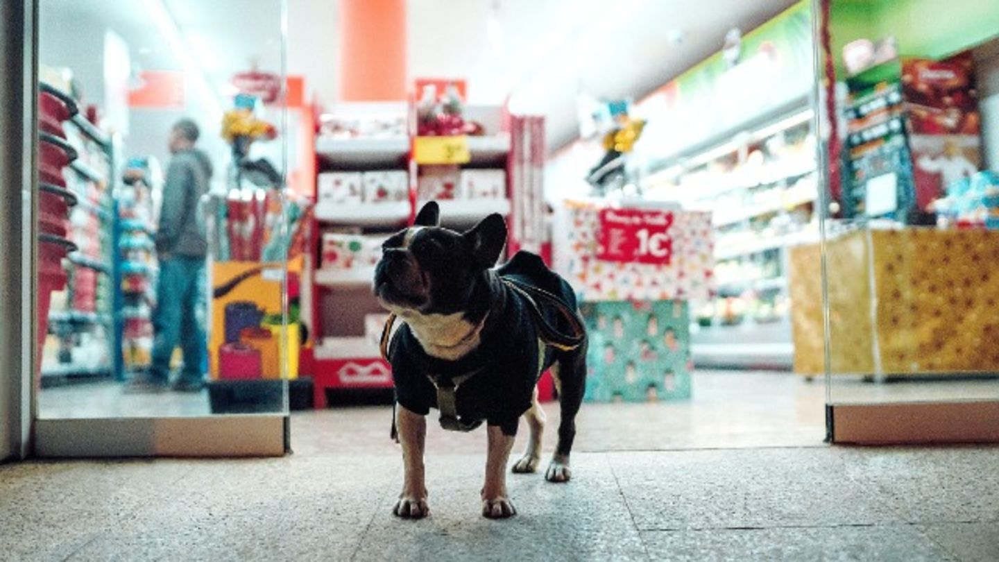 HiDubai-business-mumoo-bear-general-trading-animals-pets-plants-pet-food-accessories-stores-international-city-warsan-1-dubai