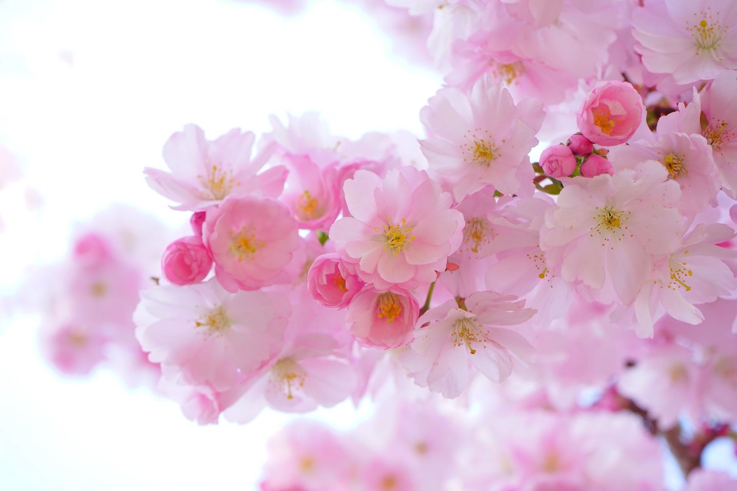 HiDubai-business-sun-dew-flowers-trading-shopping-garden-outdoor-al-muteena-dubai-2