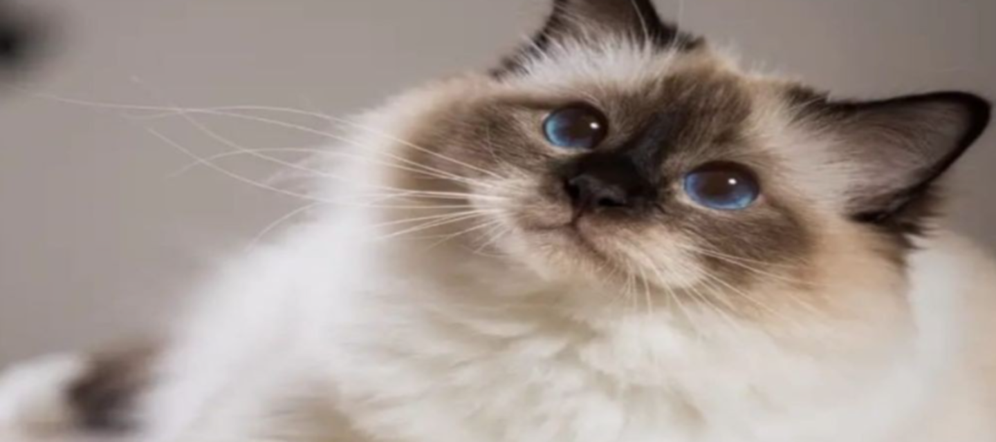 HiDubai-business-pet-wellness-veterinary-clinic-animals-pets-plants-pet-clinics-vets-meydan-nad-al-sheba-1-dubai