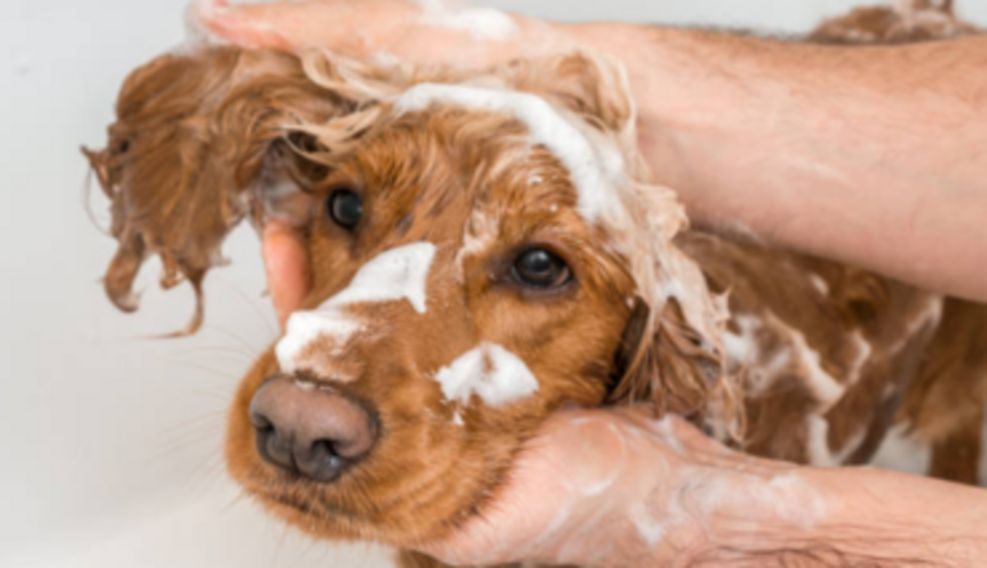 HiDubai-business-pets-lounge-pets-grooming-animals-pets-plants-pet-grooming-centres-meydan-nad-al-sheba-1-dubai