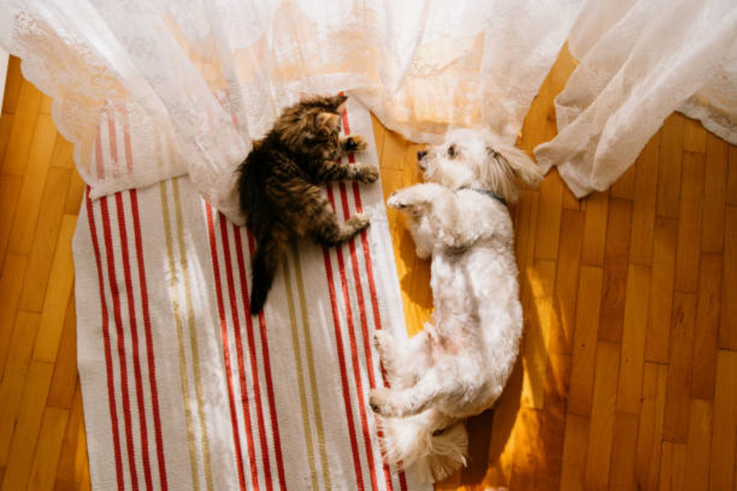 HiDubai-business-pawsome-friends-animals-pets-plants-pet-hotels-day-care-jumeirah-lake-towers-al-thanyah-5-dubai