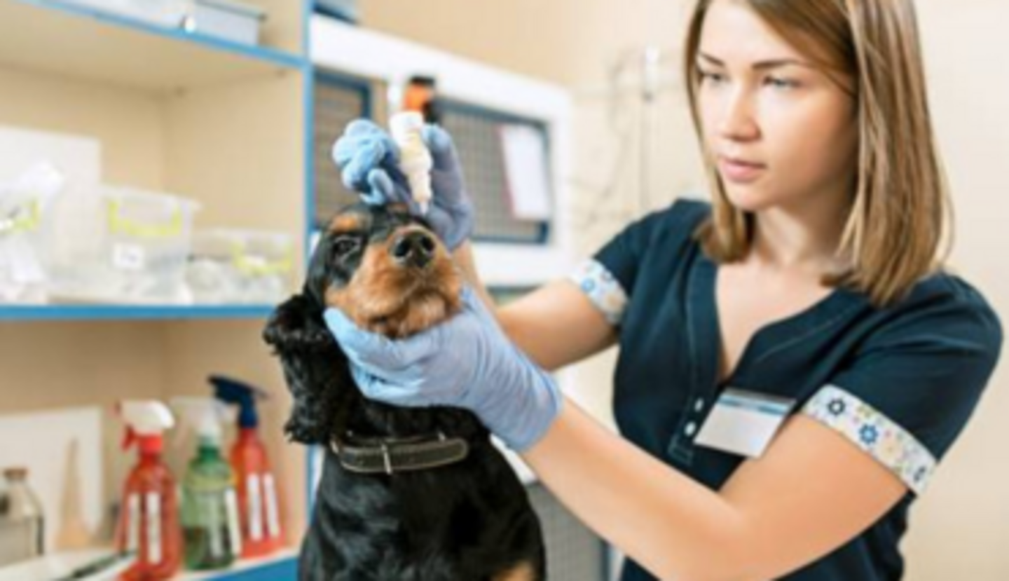 HiDubai-business-companion-veterinary-clinic-animals-pets-plants-pet-clinics-vets-al-qusais-industrial-5-dubai