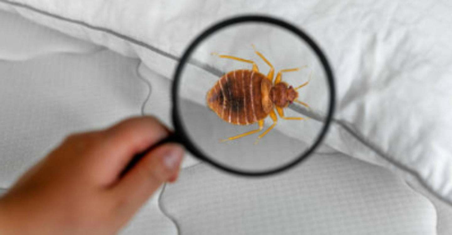 HiDubai-business-pro-star-pest-control-home-pest-control-disinfection-services-dubai-investment-park-1-dubai