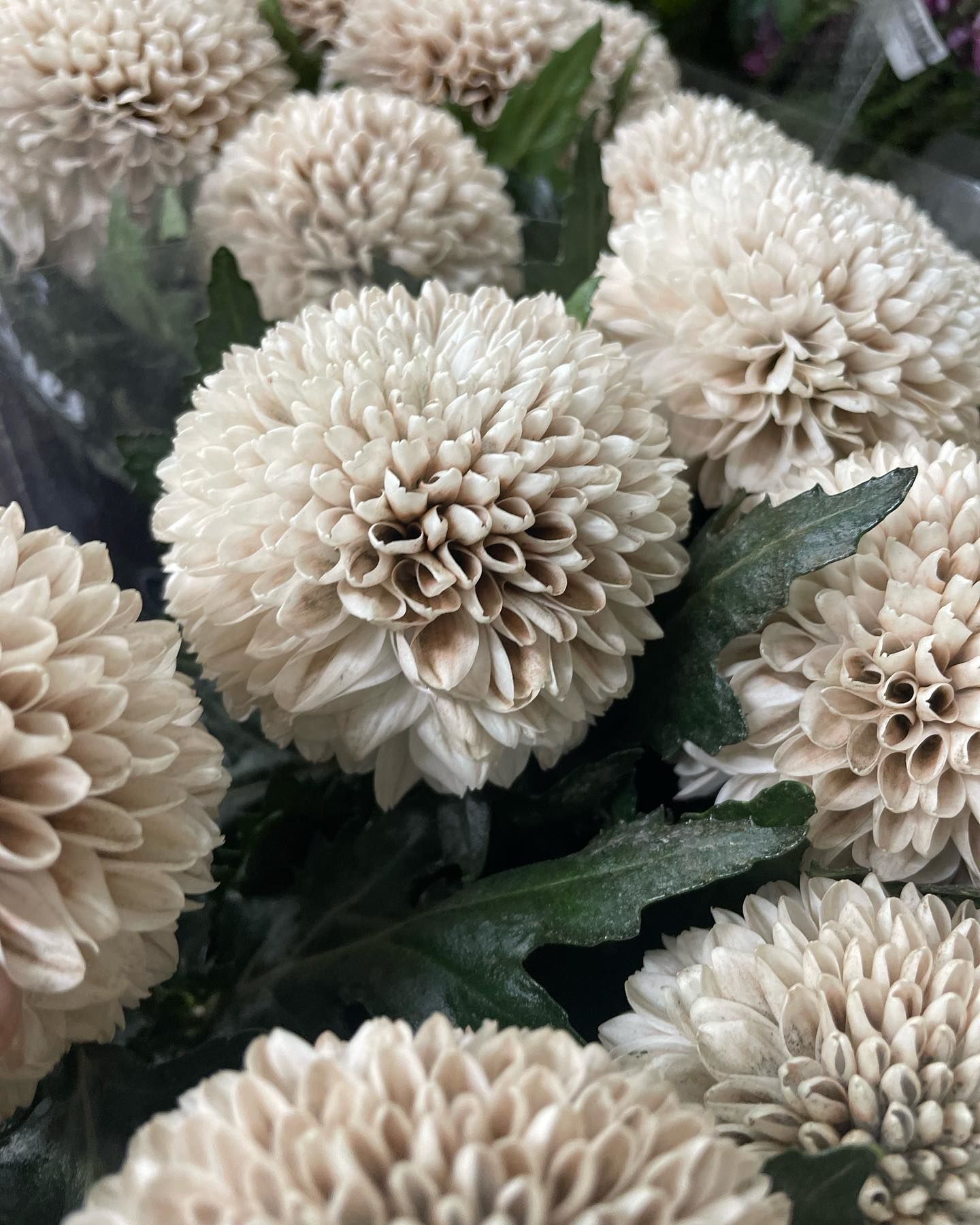 HiDubai-business-reemflora-animals-pets-plants-plants-gardening-stores-al-quoz-industrial-2-dubai