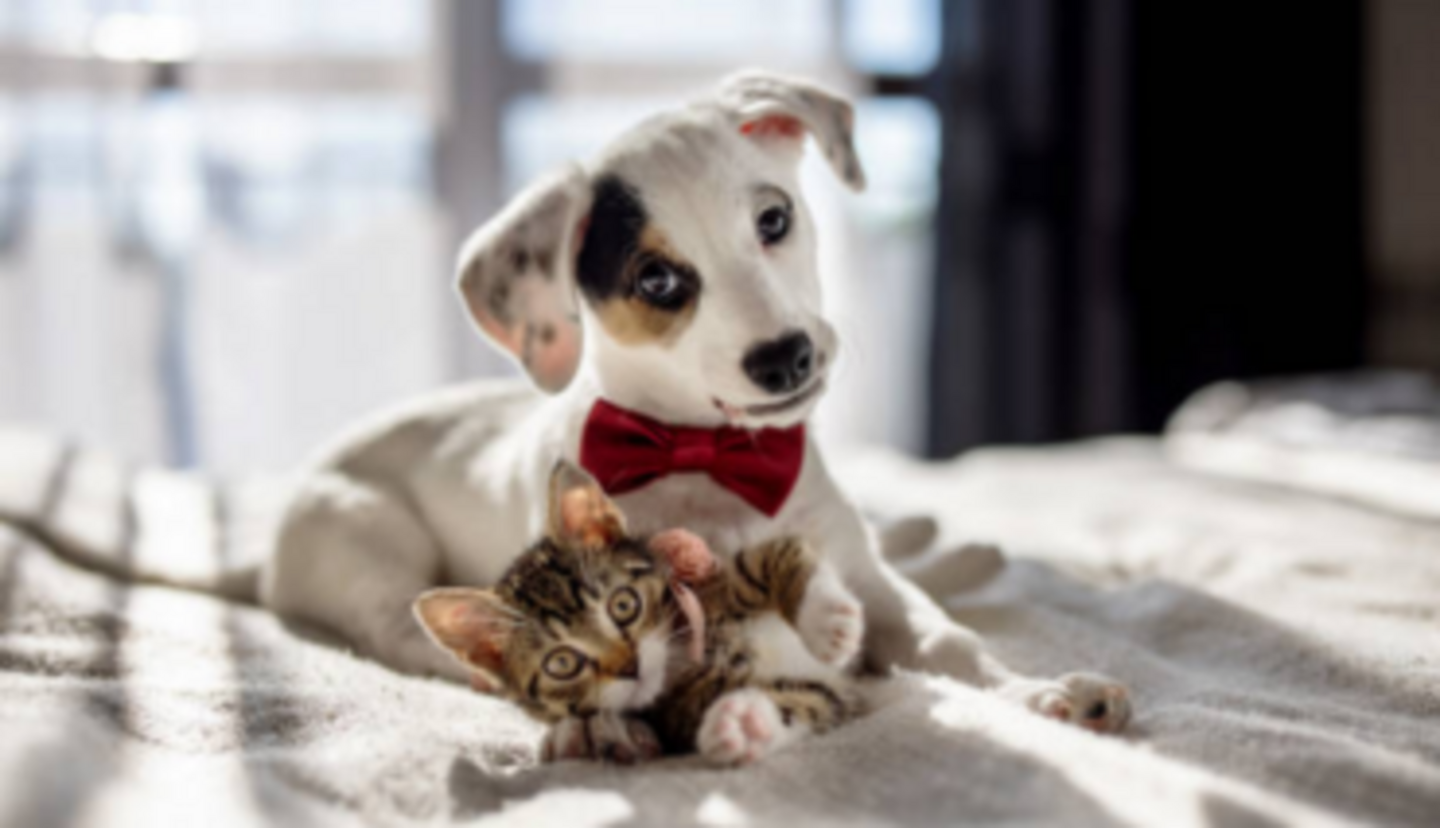 HiDubai-business-mr-clippers-pet-grooming-daycare-animals-pets-plants-pet-grooming-centres-al-merkadh-dubai