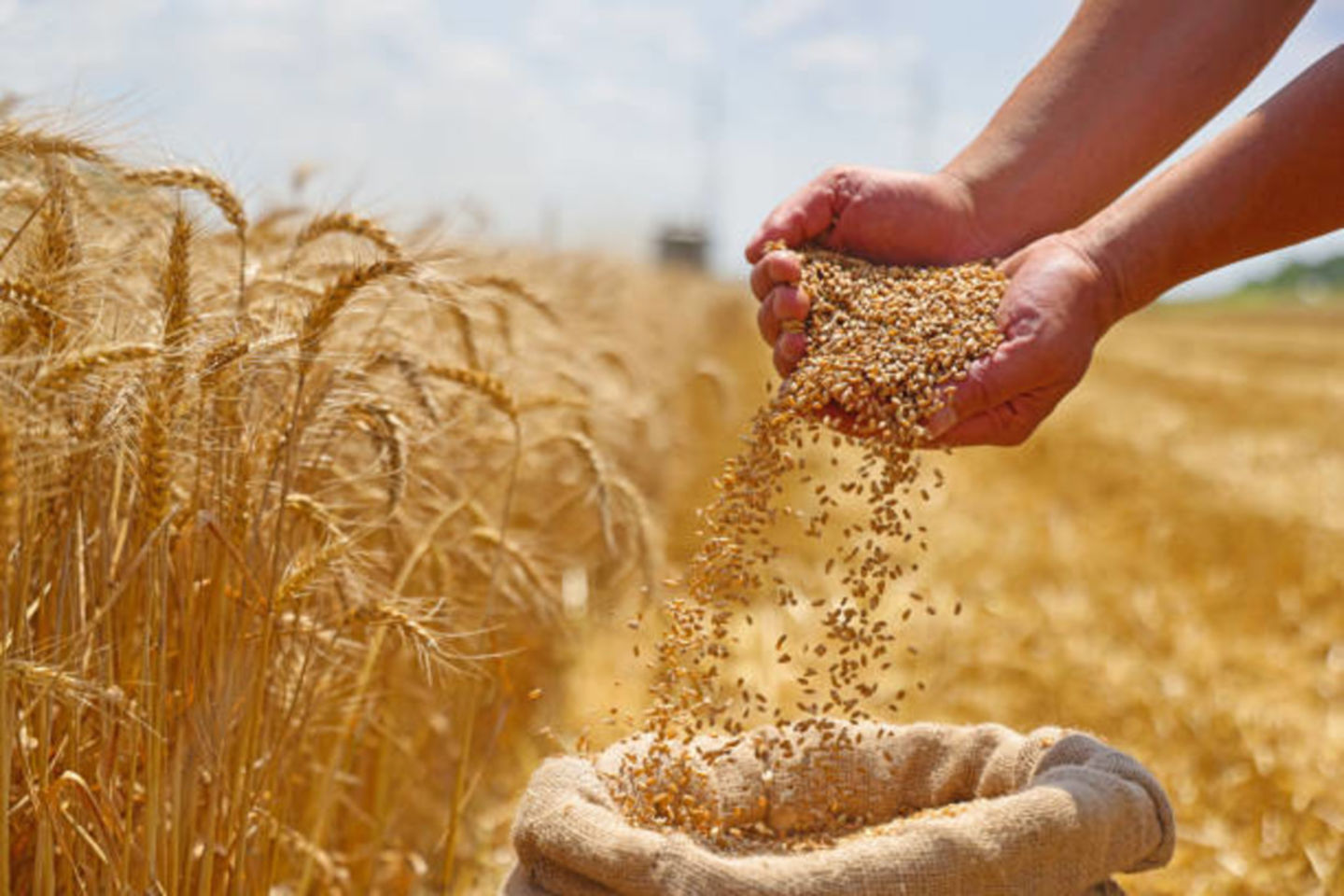 HiDubai-business-she-agro-b2b-services-food-stuff-trading-jumeirah-lake-towers-al-thanyah-5-dubai